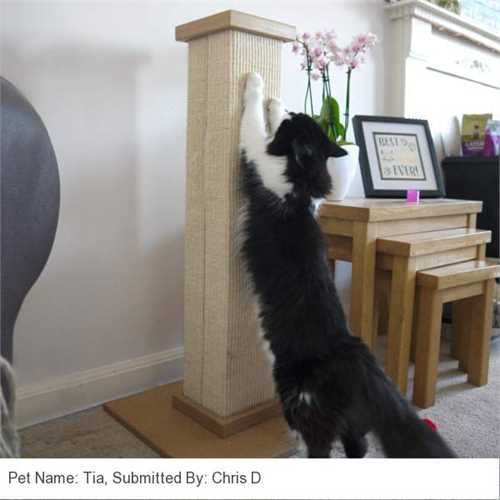 450_smartcat_ultimate_sisal_scratching_post_02_1620121617_4b8ccf_customer_picture.jpg