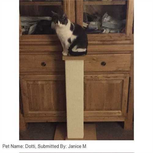 460_smartcat_ultimate_scratching_post_04_1583502227_c7f15e_customer_picture.jpg