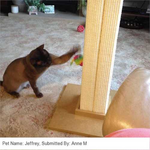 480_smartcat_ultimate_scratching_post_03_1575291325_d76a0d_customer_picture.jpg