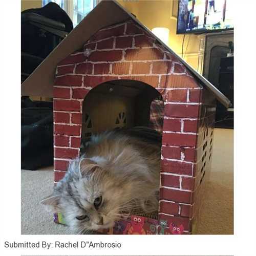500_cat_scratching_cardboard_house_by_petplanet_01_1479982399_19fbf6_customer_picture.jpg