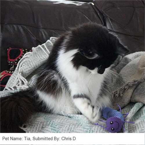 500_kong_cat_nibble_critter_catnipillar_cat_toy_02_1611244178_b10549_customer_picture.jpg