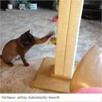 480_smartcat_ultimate_scratching_post_03_1575291325_d76a0d_customer_picture.jpg