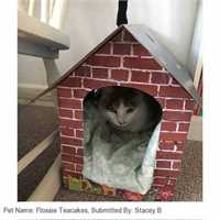 490_cat_scratching_cardboard_house_by_petplanet_02_1564580790_0eda82_customer_picture.jpg