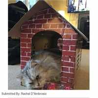 500_cat_scratching_cardboard_house_by_petplanet_01_1479982399_19fbf6_customer_picture.jpg