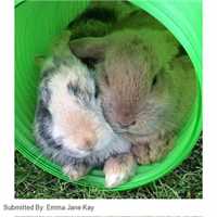 500_snugglesafe_all_weather_bunny_warren_1_1479915669_0b9add_customer_picture.jpg