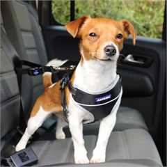 Ancol Travel and Exercise Harness