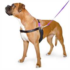 Ancol Happy at Heel Harness and Lead Set 