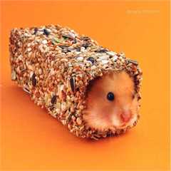 Little One Tasty Maze Tunnel for Small Animals - Small
