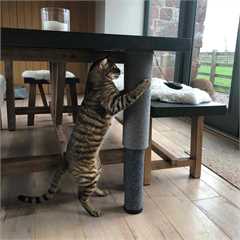 Rosewood Adjustable Pole Cat Scratcher