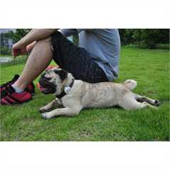 PETKIT Pet Activity Monitor P2 Gold