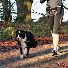 Hands Free Jogging Belt & Lead