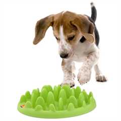 Green Slow Dog Feeder