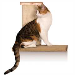 SmartCat Sky Wall Climber