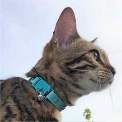Kittyrama Aqua Adult Cat Collar