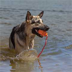 KONG Aqua Dog Toy - Large