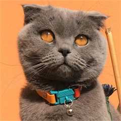 Kittyrama Copacabana Adult Cat Collar