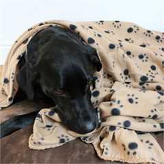 Bunty Pawprint Pet Blanket - Cream - Large 140x100cm