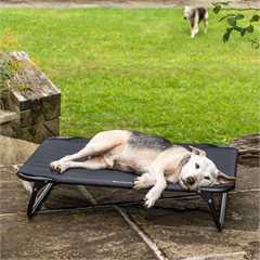 Bunty Foldable Elevated Dog Bed