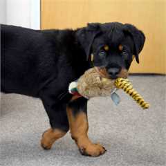 Happy Pet Migrator Pheasant Dog Toy