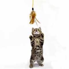 Feath r Leather Dangling Cat Toy