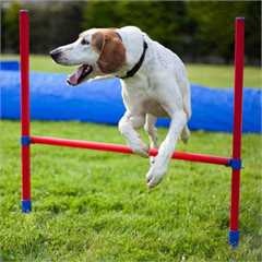 Rosewood Dog Agility Hurdle
