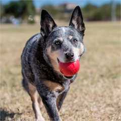 KONG Ball Medium/Large - 7cm Diameter