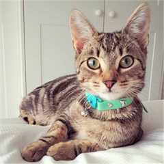 Kittyrama Meadow Adult Cat Collar