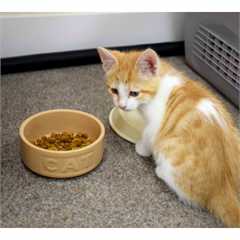 Mason Cash Cat Bowl - 13cm