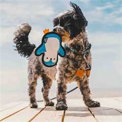 Beco Rough & Tough Recycled Penguin Dog Toy - Small