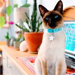 Kittyrama Aqua Kitten Collar