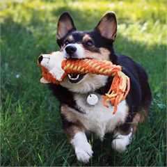 KONG Winder Fox Dog Toy Medium