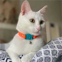 Kittyrama Tangerine Adult Cat Collar