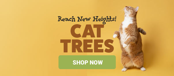 Cat Trees- Reach New Heights