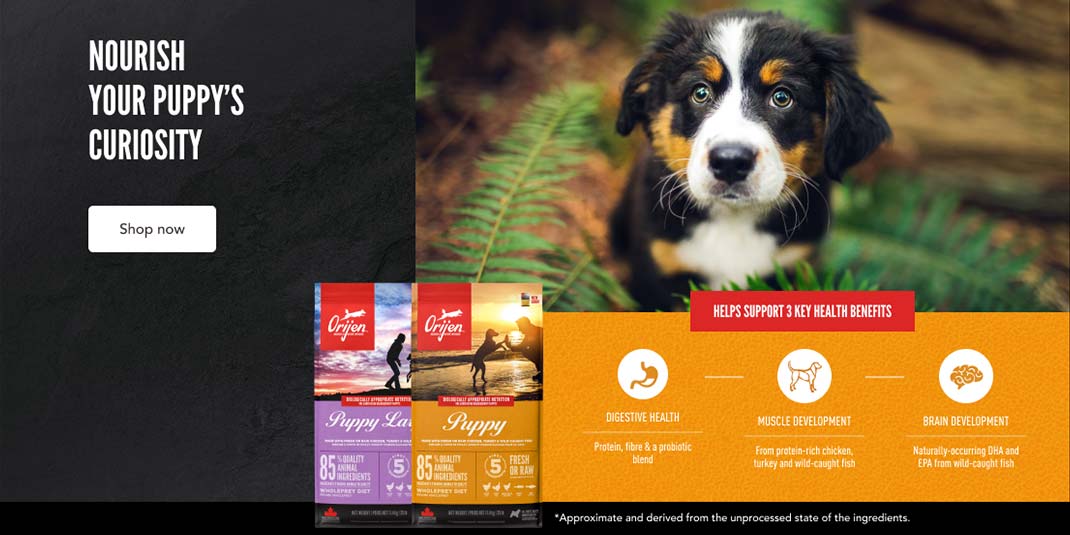 Nourish Your Puppy's Curiosity - Shop Now