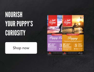 Nourish Your Puppy's Curiosity - Shop Now
