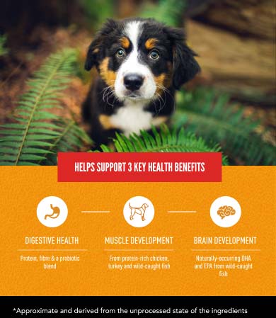 Helps Support Digestive Health, Muscle Development and Brain Development